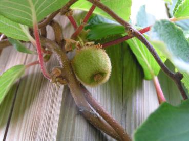 Actinidia chinensis Jennie - Kiwi Jennie