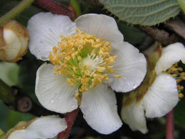 Actinidia chinensis Jenny