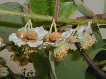 Actinidia chinensis Jenny