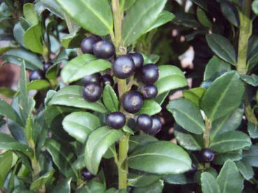 Ilex crenata Fastigiata