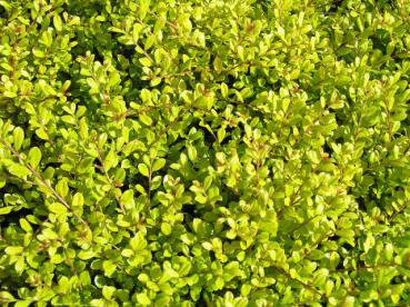 Ilex crenata Golden Gem