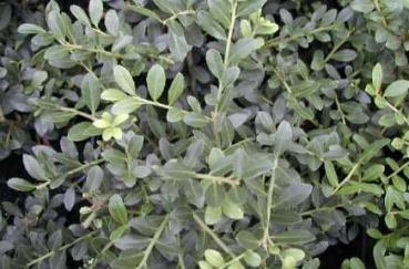 Ilex crenata Stokes - Bergilex Stokes