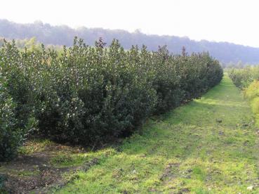 Blå Järnek Blue Prince - Ilex meserveae Blue Prince