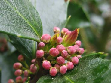 Ilex meservae Blue Prince - Knospe