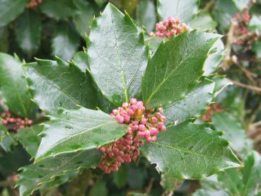 Eine ungewöhnliche immergrüne Heckenpflanze - Ilex Blue Prince