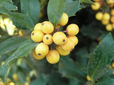 Ilex meserveae Golden Girl