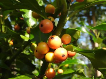 Amerikanischer Ilex Golden Girl - eine Ilex-Sorte mit gelben Früchten