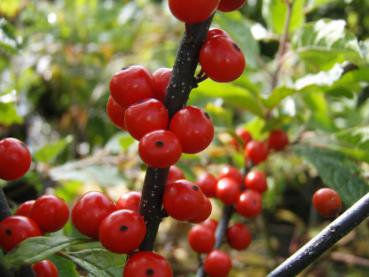 Ilex verticillata - Korallenhülse