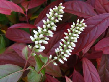 Schöner Kontrast: Späte Blüte mit beginnender Herbstfärbung