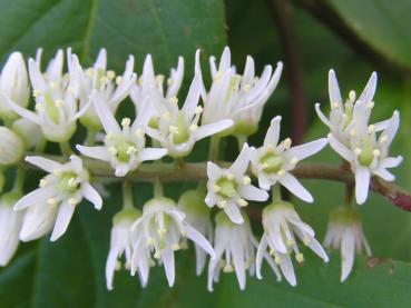 Detailaufnahme der Blüte der Virginische Rosmarinweide