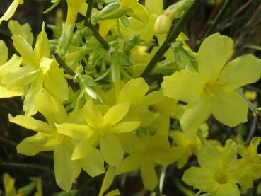 Jasminum nudiflorum - Winterjasmin