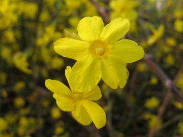 Der Winterjasmin blüht gelb.