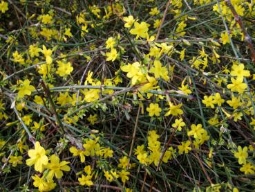 Jasminum nudiflorum - leuchtendes Gelb im Winter