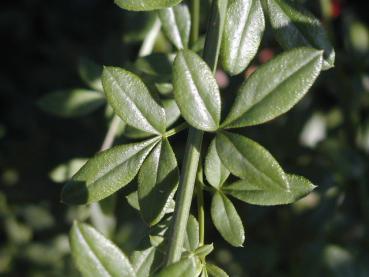 Winterjasmin - dreigeteiltes grünes Laub