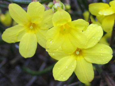 Winterjasmin - gelbe Blüten im Januar