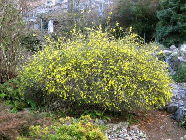 Buschig wachsender Winterjasmin