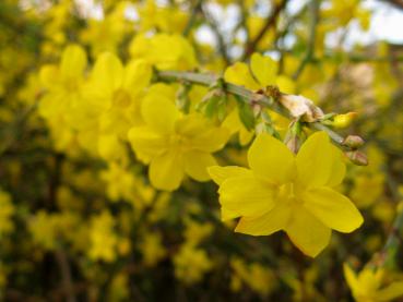 Gelbe Blüten mitten im Winter: Jasminum nudiflorum