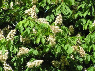 Aesculus hippocastanum - Rosskastanie