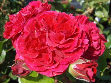 Red Leonardo da Vinci mit aufgeblühter Rose