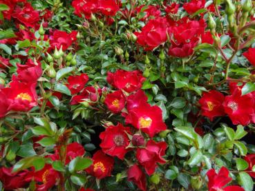 Der reiche Blütenflor der Rosa Bassano im Juni