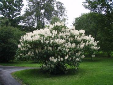 Småblommig hästkastanj - Aesculus parviflora