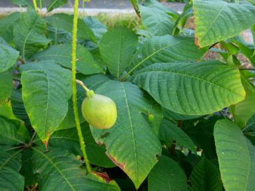 Strauchkastanie - Fruchtstand im Herbst