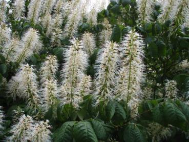 Weiße Blütenrispen der Strauchkastanie, Aesculus parviflora