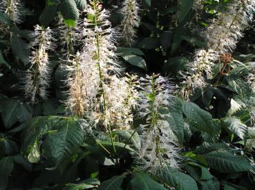 Strauchkastanie, Aesculus parviflora - weiße Blüten