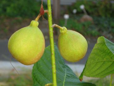 Früchte der Strauchkastanie