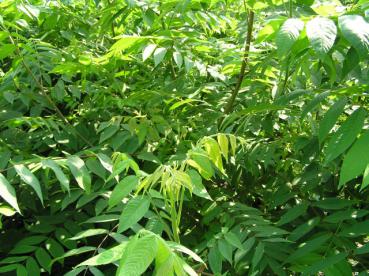 Ailanthus altissima - Götterbaum