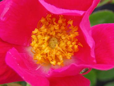 Das Blüteninnere der Ramblerrose American Pillar