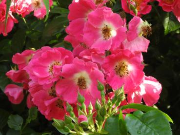 Purpurrosa Blüten mit weißem Auge - Kletterrose American Pillar