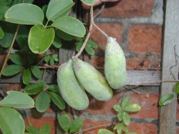 Akebia quinata - Klettergurke