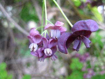 Weibliche und männliche Blüten der Klettergurke