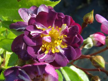 Lila Blüten der Kletterrose Veilchenblau