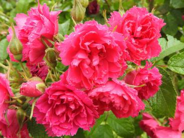 Blüten der Rose F. J. Grootendorst