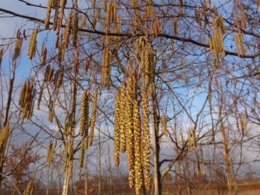 Alnus incana - Grauerle oder Weißerle