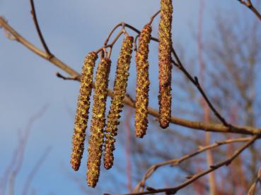 Männliche Blüten von Alnus incana, aufgenommen im milden Januar 2013