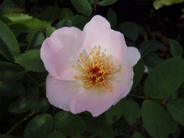 Blüte der Rosa Frühlingsmorgen