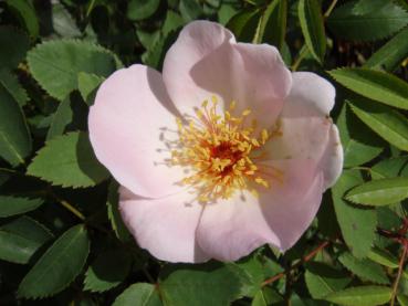 Ungefüllte, bienenfreundliche Blüte der Rose Frühlingsmorgen