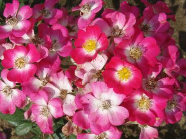 Blütenpracht der Rose Mozart