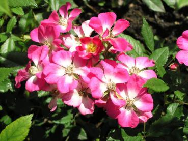 Voll in Blüte: Die Strauchrose Mozart