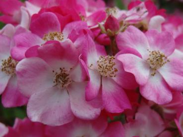 Rose Mozart - rosa Blüten in Detailaufnahme