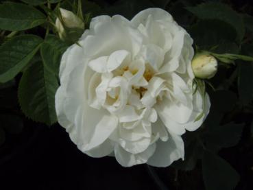 Rosa alba Suaveolens - eine gefüllte weiße Rose