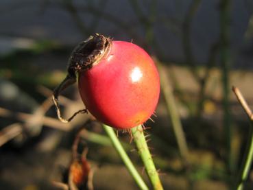 Rosa alba Suaveolens - eine gefüllte weiße Rose