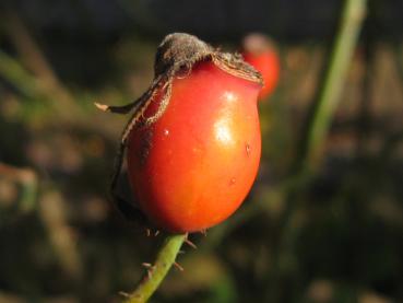 Rosa alba Suaveolens - eine gefüllte weiße Rose