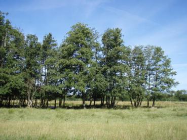 Alnus glutinosa - Schwarzerle oder Roterle