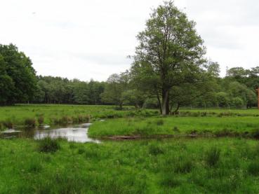 Bachlauf mit Roterle als Uferbepflanzung