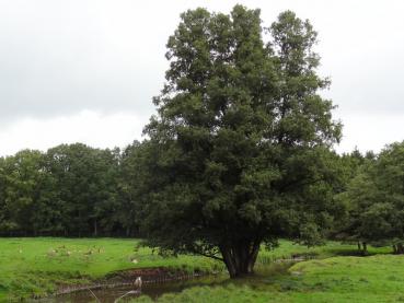 Alnus glutinosa