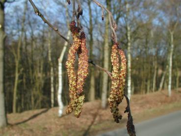 Schwarzerle oder Roterle, Alnus glutinosa